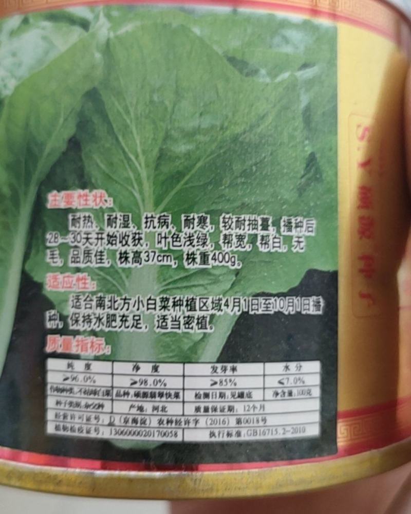 耐热四季快菜种子无筋小白菜种子青梗快菜种子/硕源