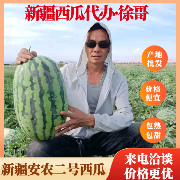 大量供货【徐哥】新彊安农2号西瓜俗称炮蛋瓜个头大甜度高