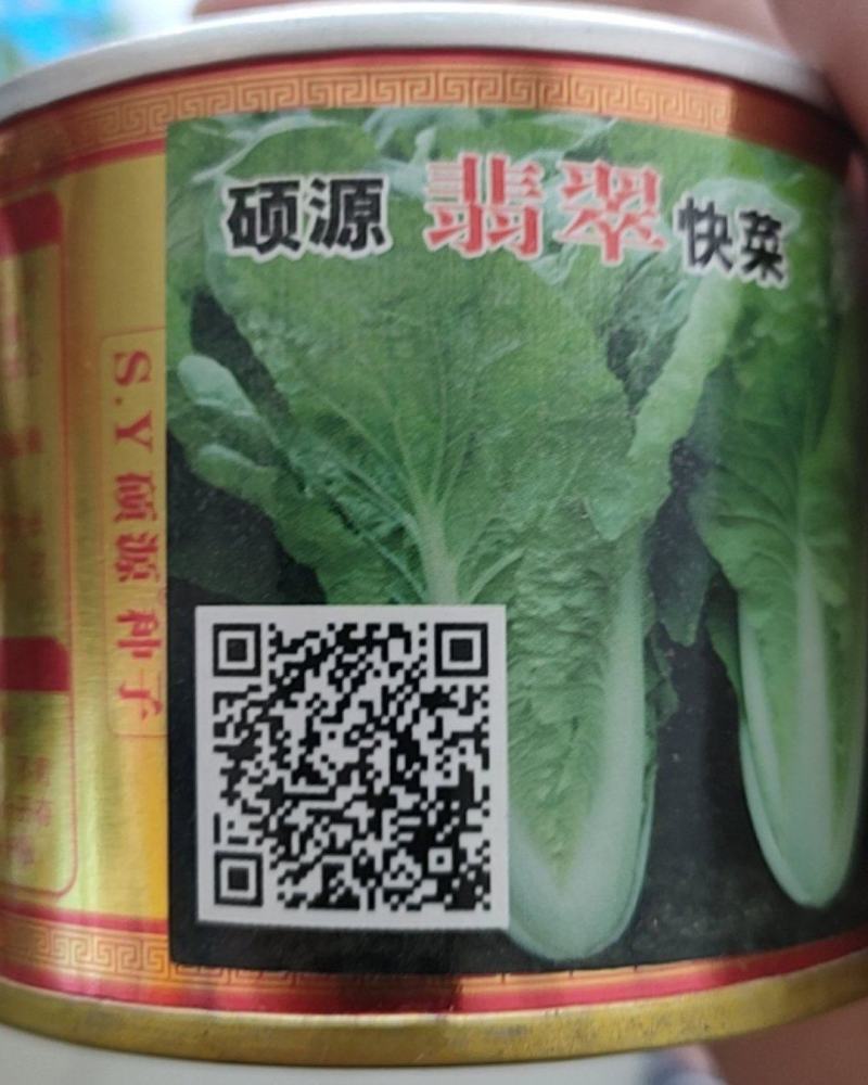 耐热四季快菜种子无筋小白菜种子青梗快菜种子/硕源