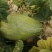 精品兰州盛开花脆瓜金塔寺甜瓜