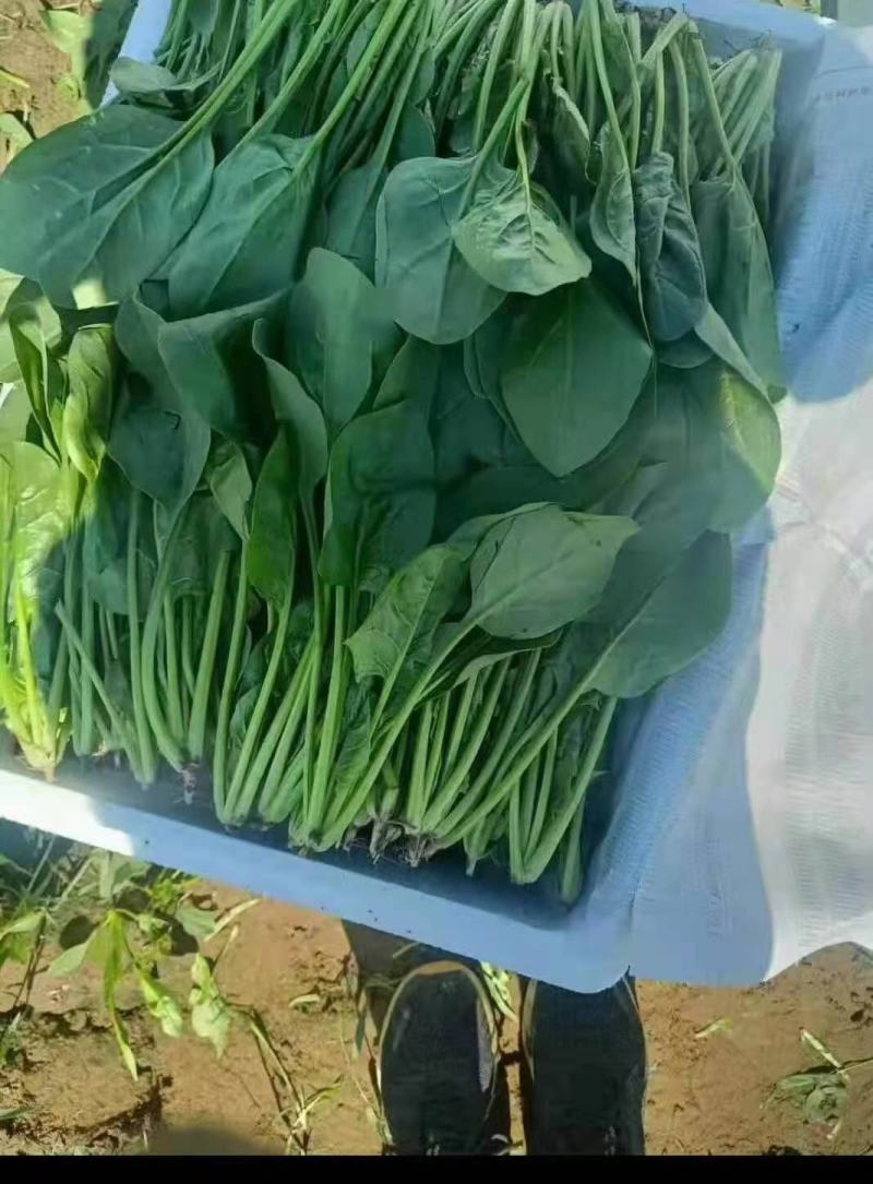 基地菠菜大量供应商超，平台，市场，