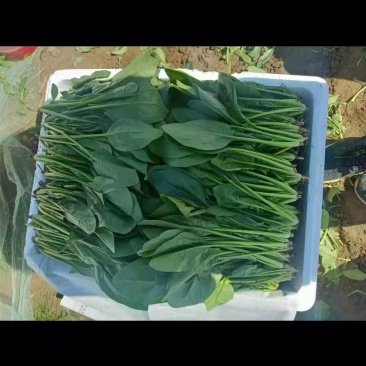 基地菠菜大量供应商超，平台，市场，