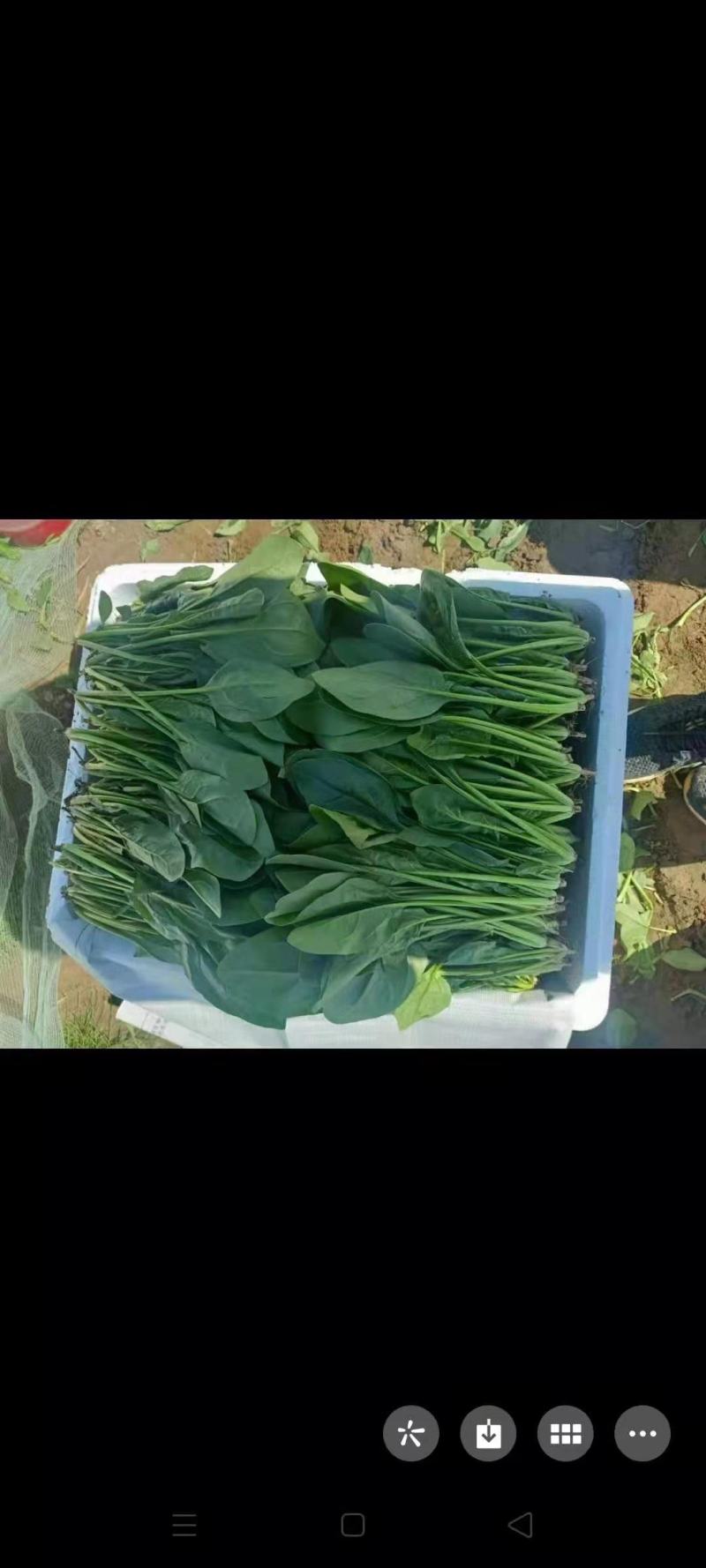 基地菠菜大量供应商超，平台，市场，
