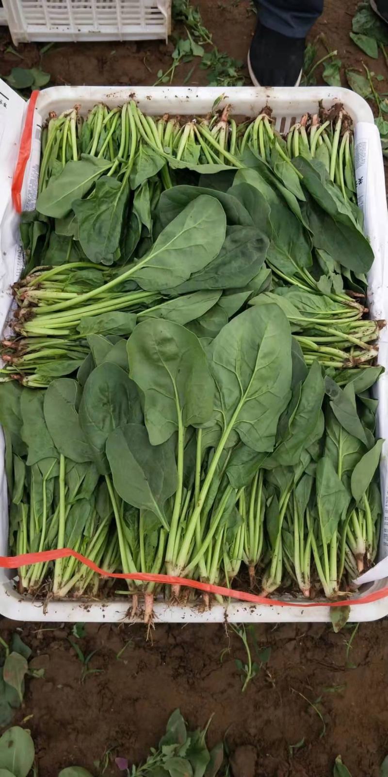 基地菠菜大量供应商超，平台，市场，