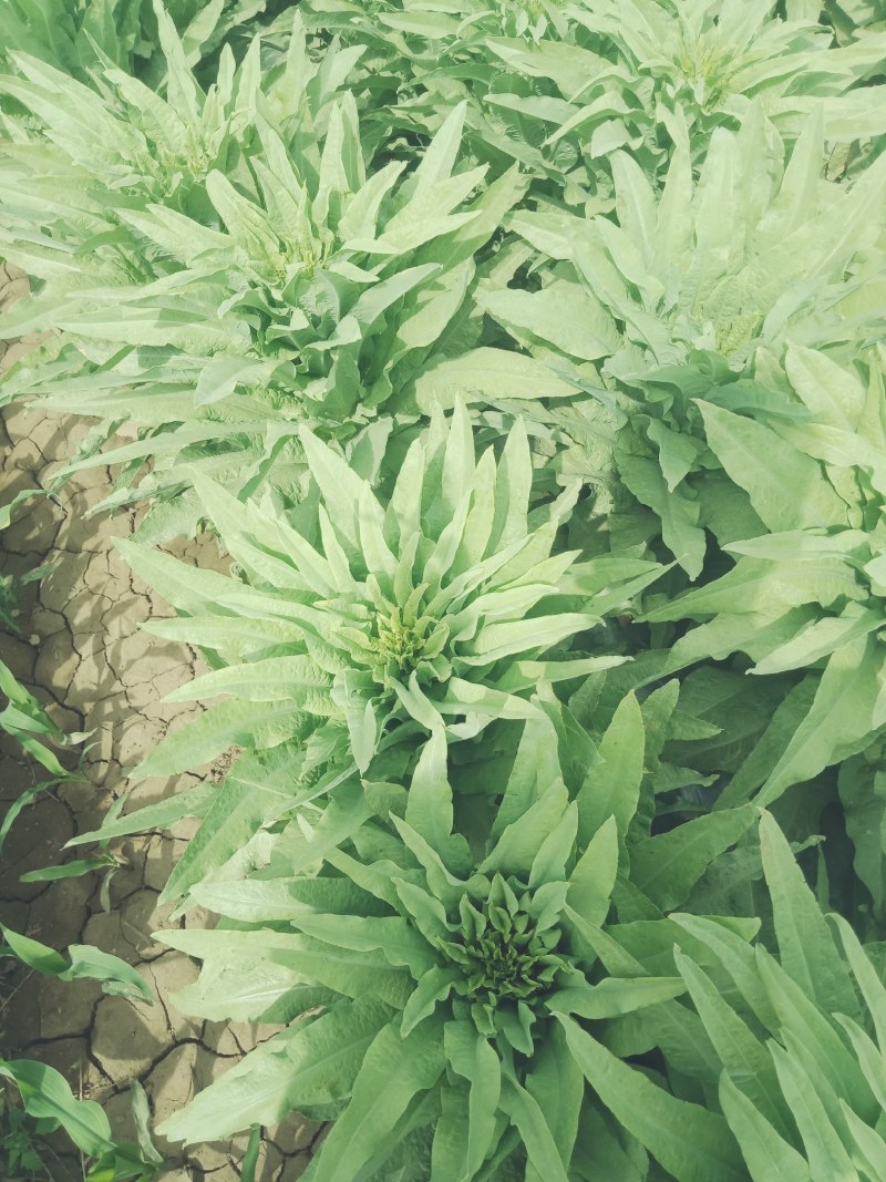 代收各种蔬菜