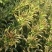 代收各种蔬菜
