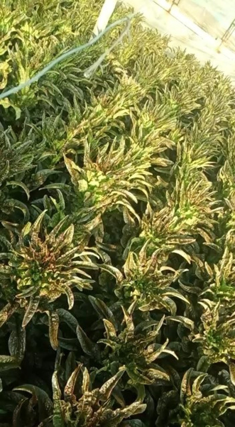 代收各种蔬菜