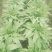 代收各种蔬菜