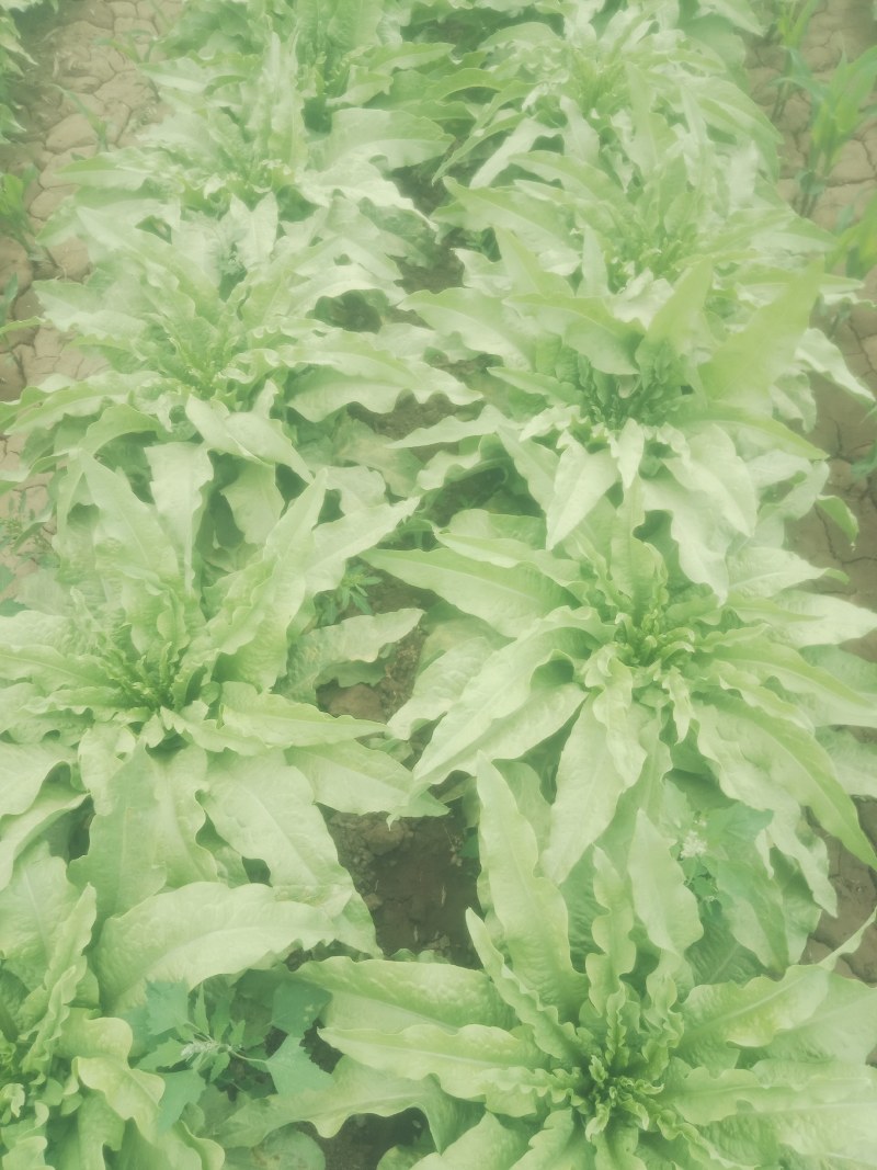 代收各种蔬菜