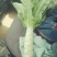 代收各种蔬菜