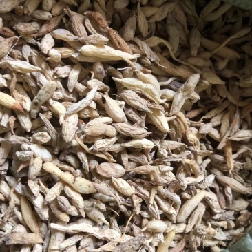 野生麦冬
