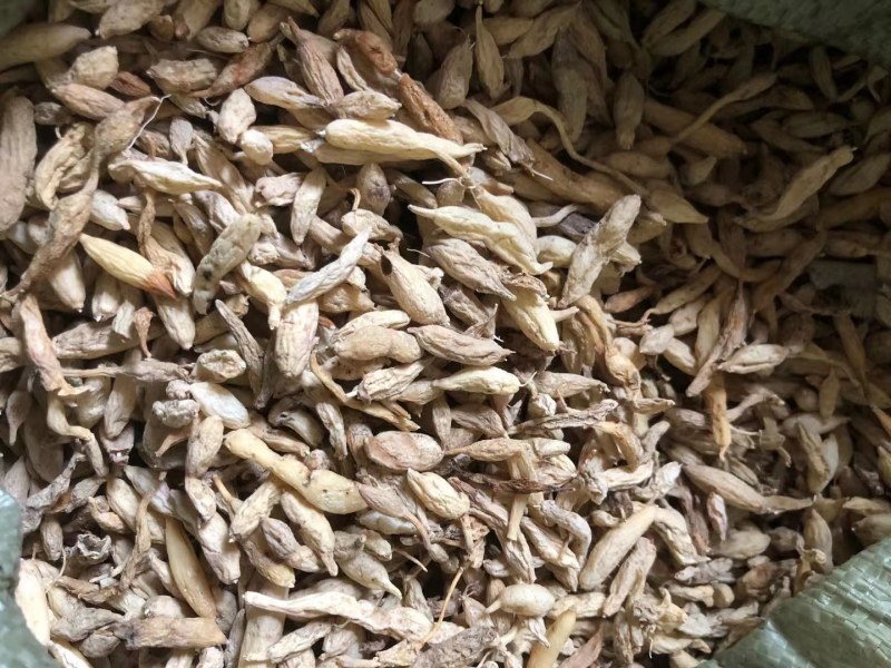 野生麦冬