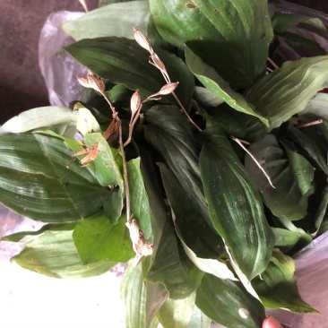 药材