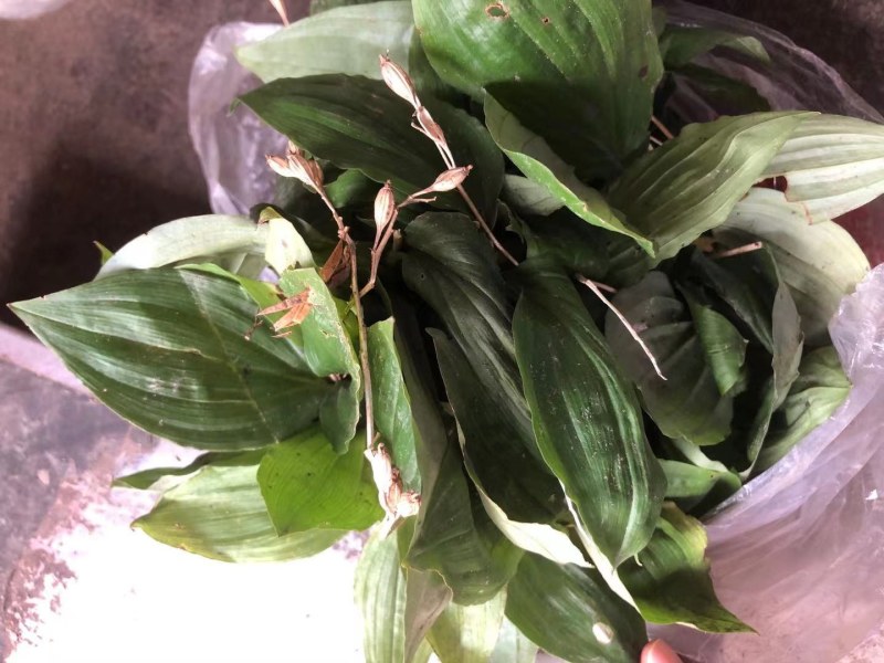 药材