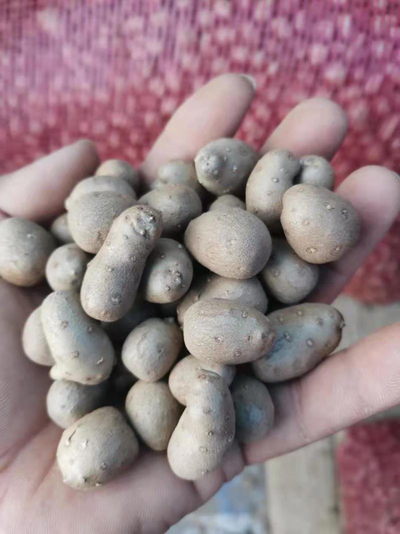 山药豆，各种规格都有