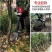冲击铲式断根挖树机农用植树栽树汽油挖树机