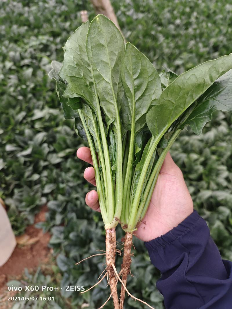 代发各种云南菜