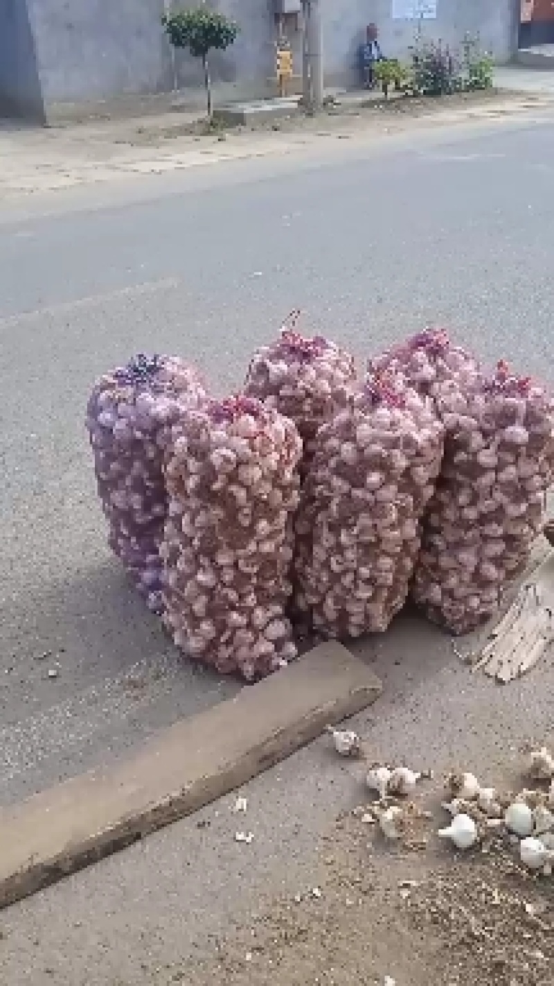 价格下滑山东莱芜白皮蒜种现已大量上市欢迎广大客商前来选购
