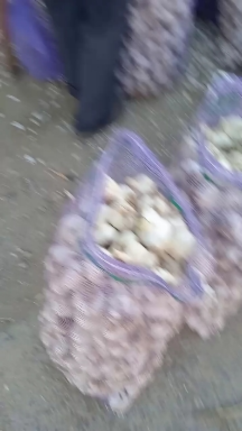 价格下滑山东莱芜白皮蒜种现已大量上市欢迎广大客商前来选购