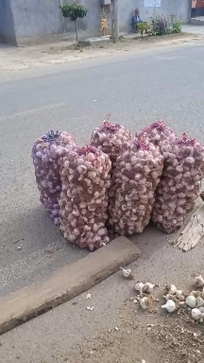 价格下滑山东莱芜白皮蒜种现已大量上市欢迎广大客商前来选购