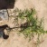波斯菊波斯菊基地常年供应花开多色