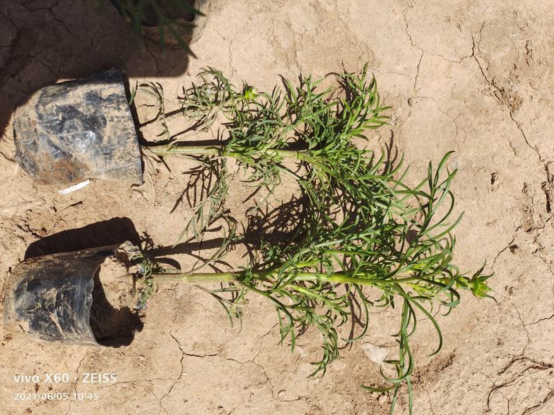 波斯菊波斯菊基地常年供应花开多色