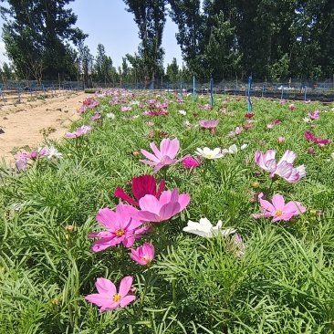 波斯菊波斯菊基地常年供应花开多色