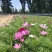 波斯菊波斯菊基地常年供应花开多色