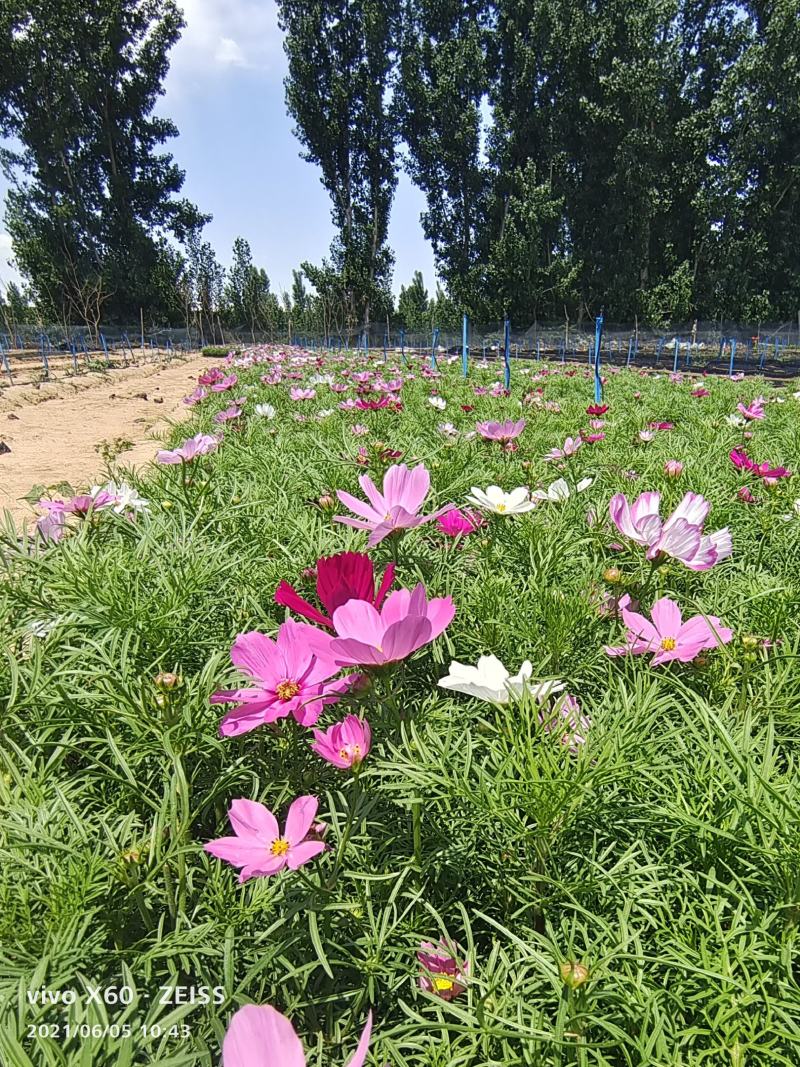 波斯菊波斯菊基地常年供应花开多色