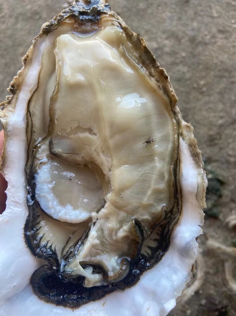 福建精品葡萄牙三倍体本地二倍体吊蚝，接受大包装，小包装