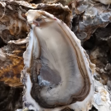 福建精品葡萄牙三倍体本地二倍体吊蚝，接受大包装，小包装