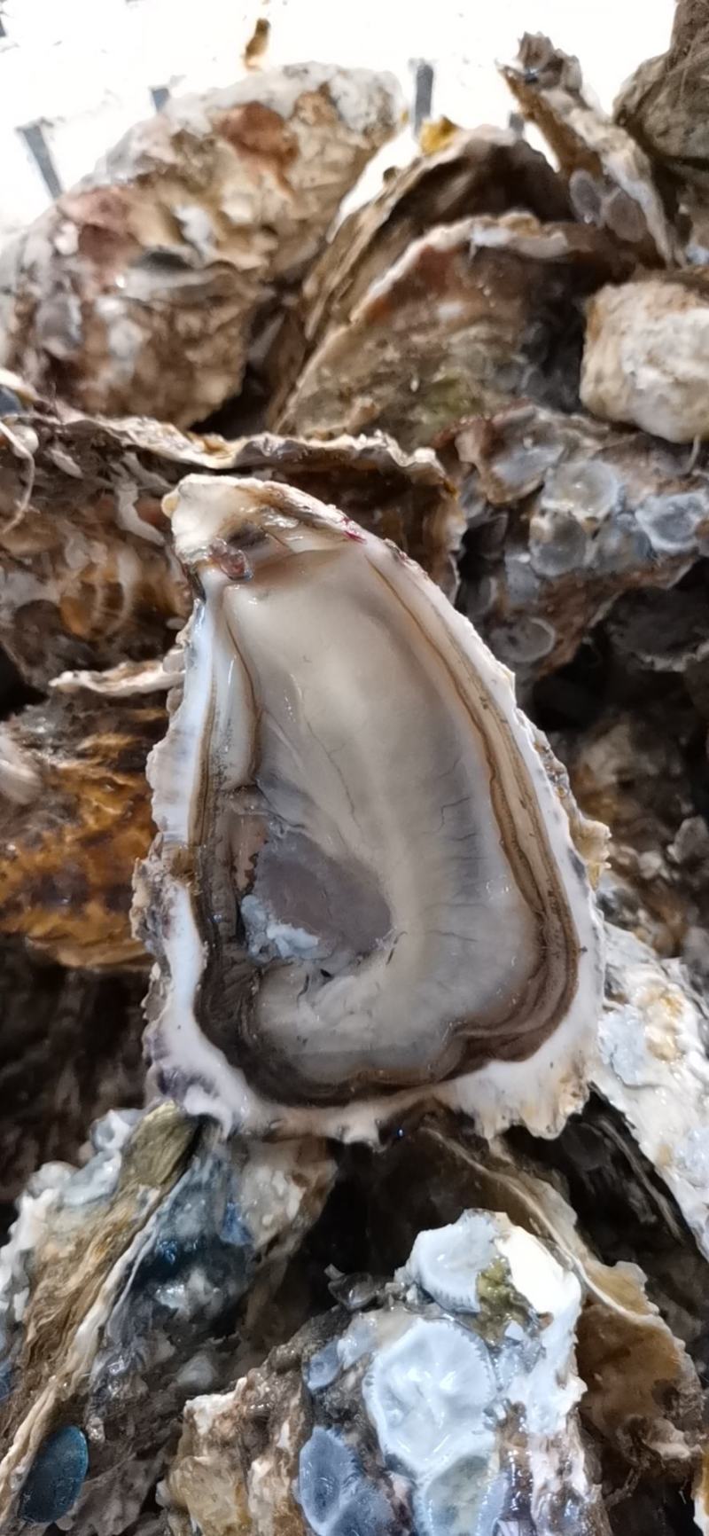 福建精品葡萄牙三倍体本地二倍体吊蚝，接受大包装，小包装