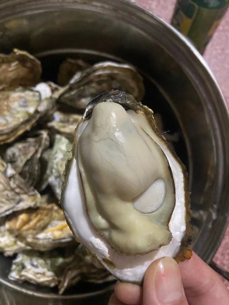 福建精品葡萄牙三倍体本地二倍体吊蚝，接受大包装，小包装