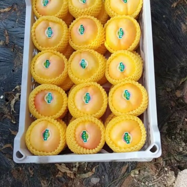 大棚黄金蟠桃