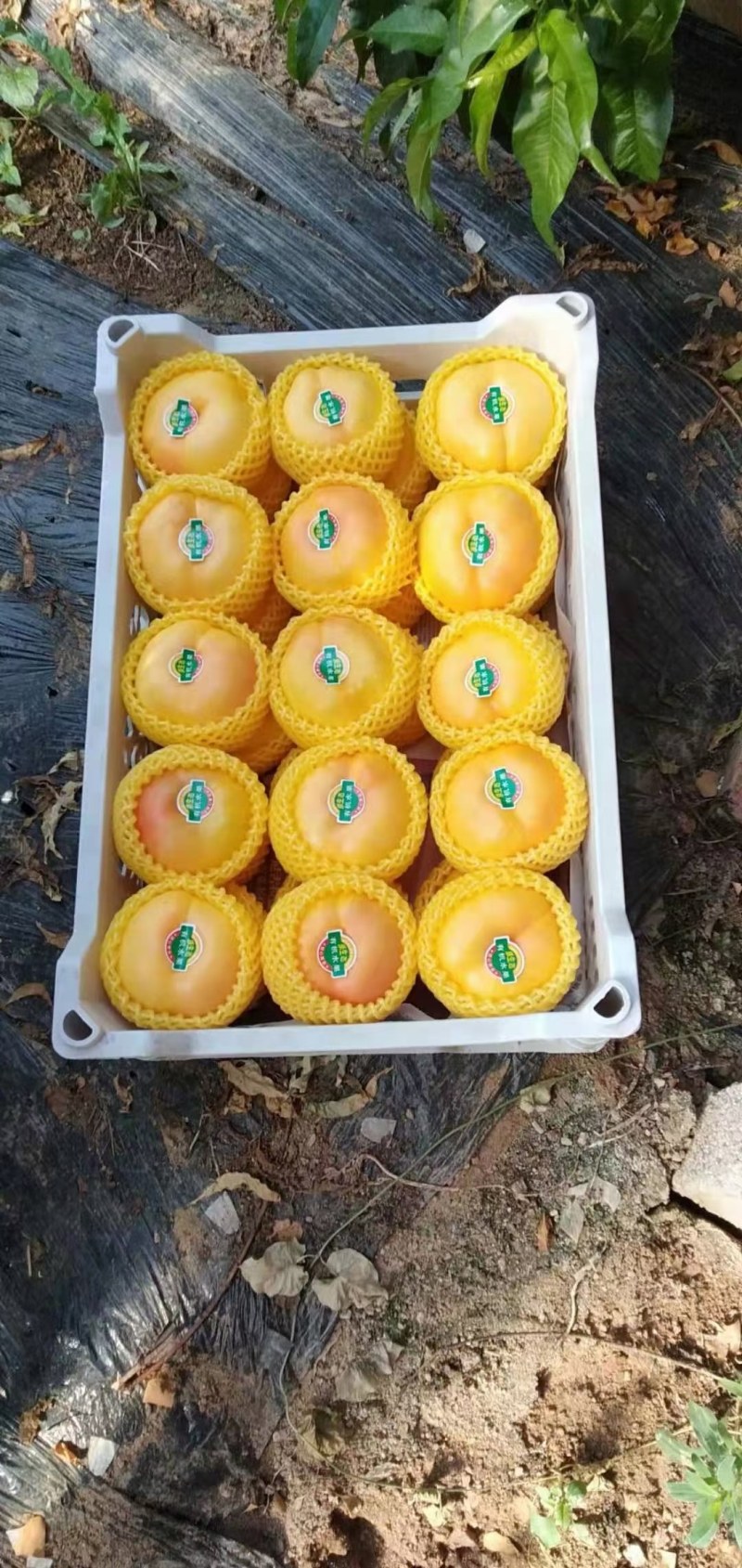 大棚黄金蟠桃