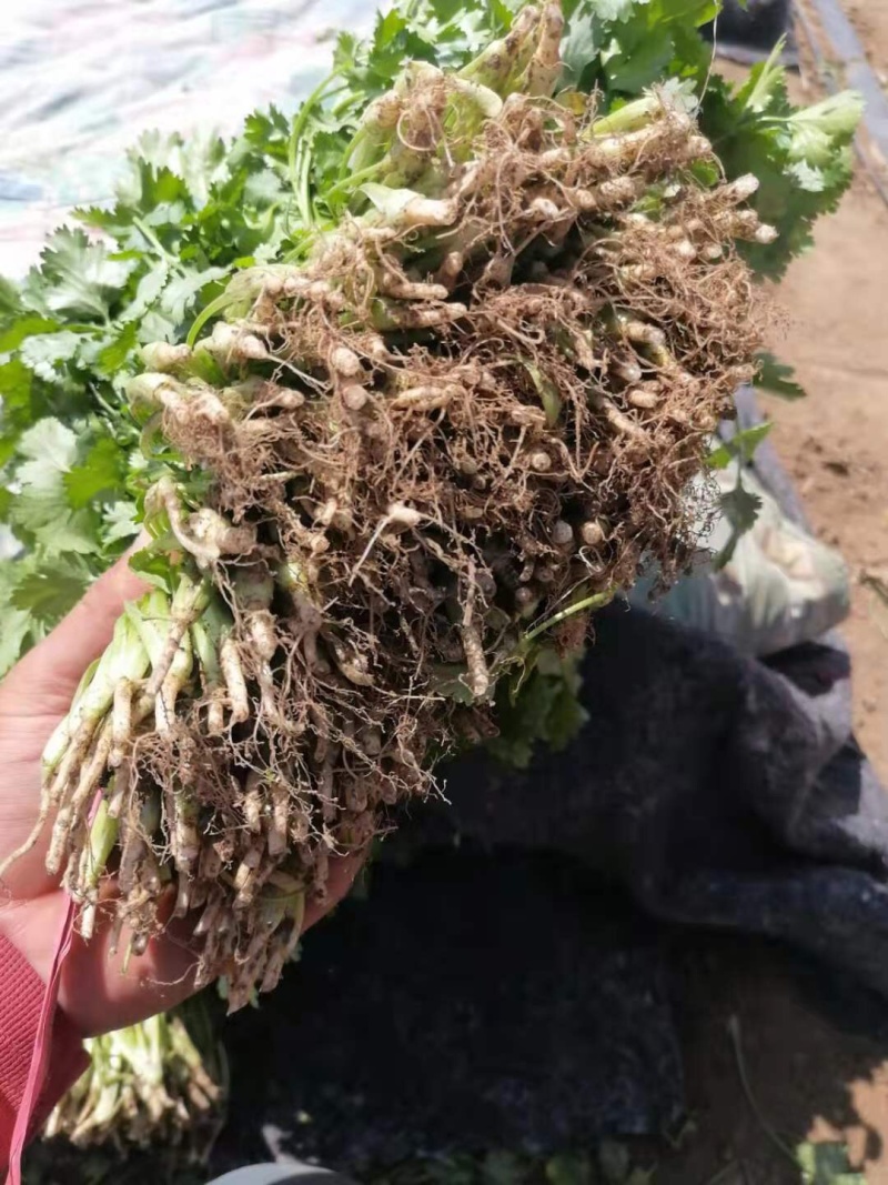 小叶香菜