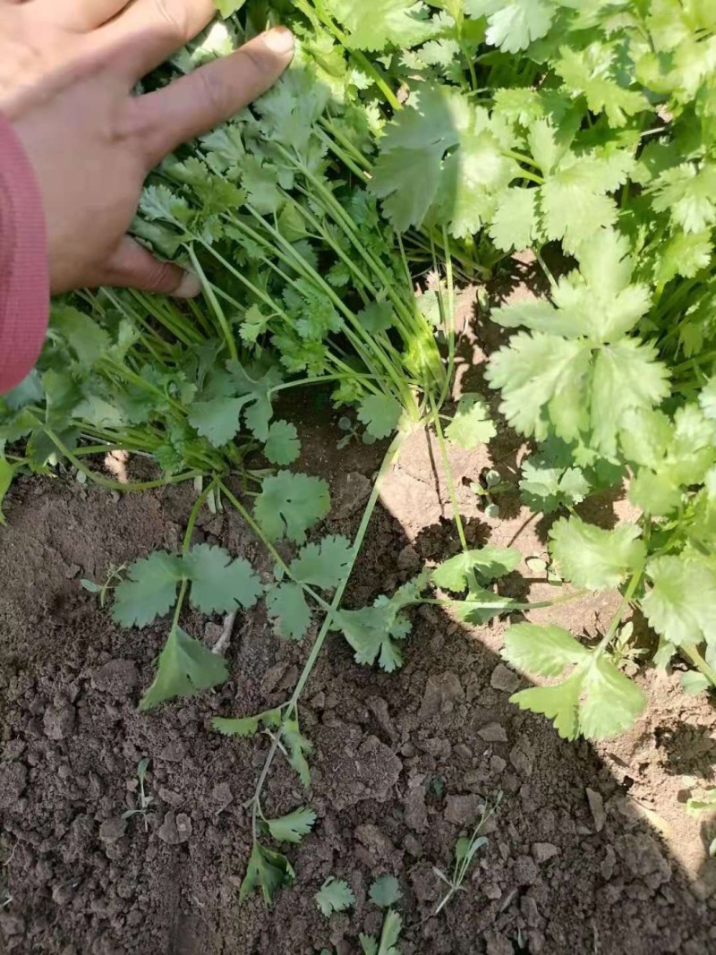 小叶香菜