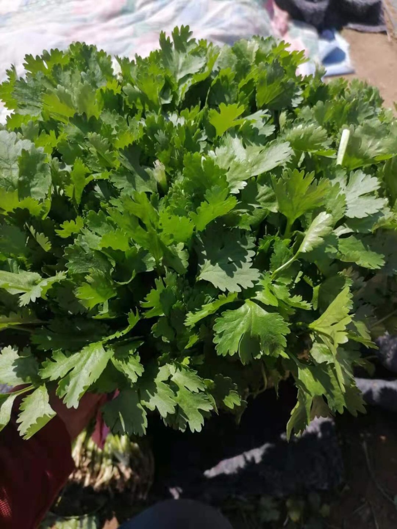 小叶香菜
