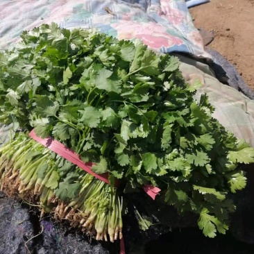 小叶香菜