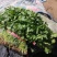 小叶香菜