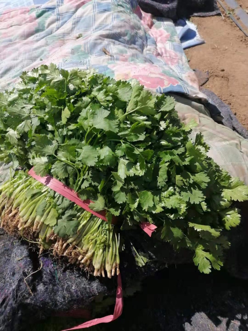 小叶香菜