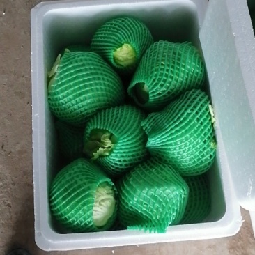 生菜大量上市，需要老板速度联系
