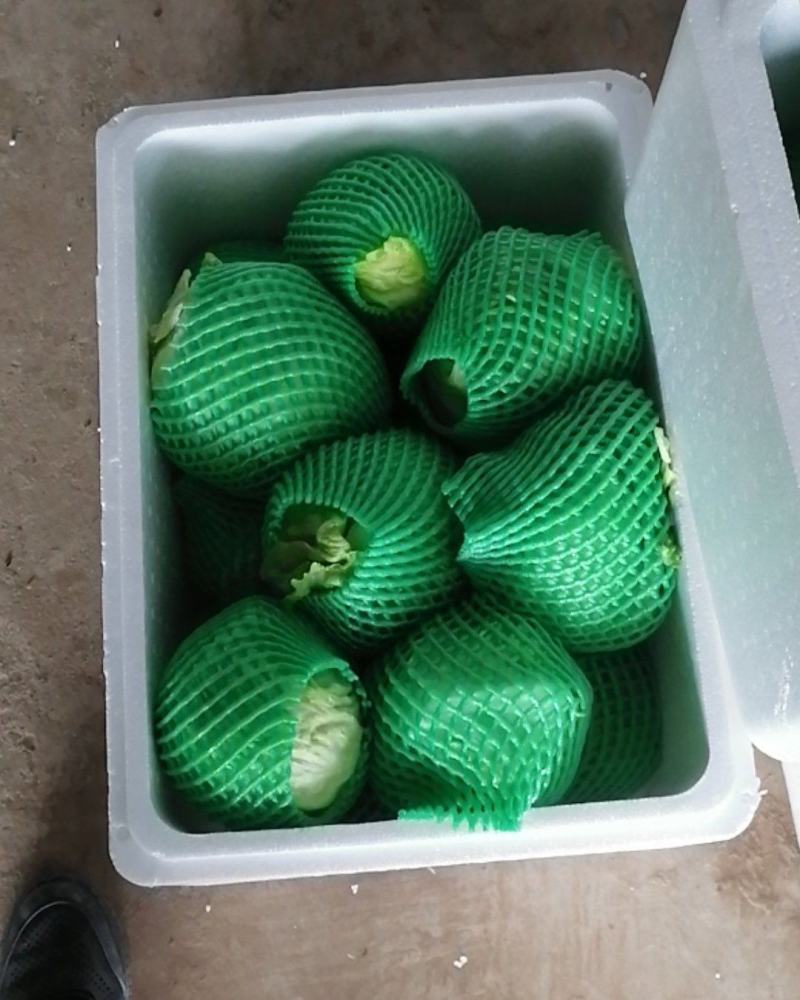 生菜大量上市，需要老板速度联系