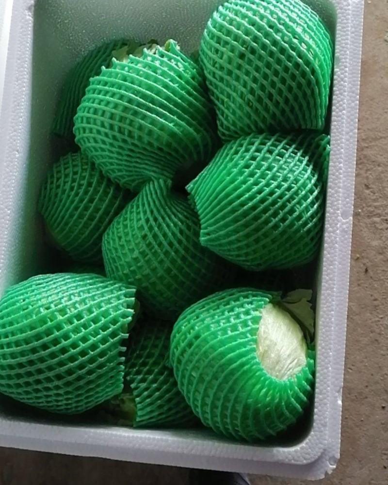 生菜大量上市，需要老板速度联系