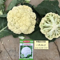 小米白玉65天、松花菜种子、单球重1.5kg、耐热好