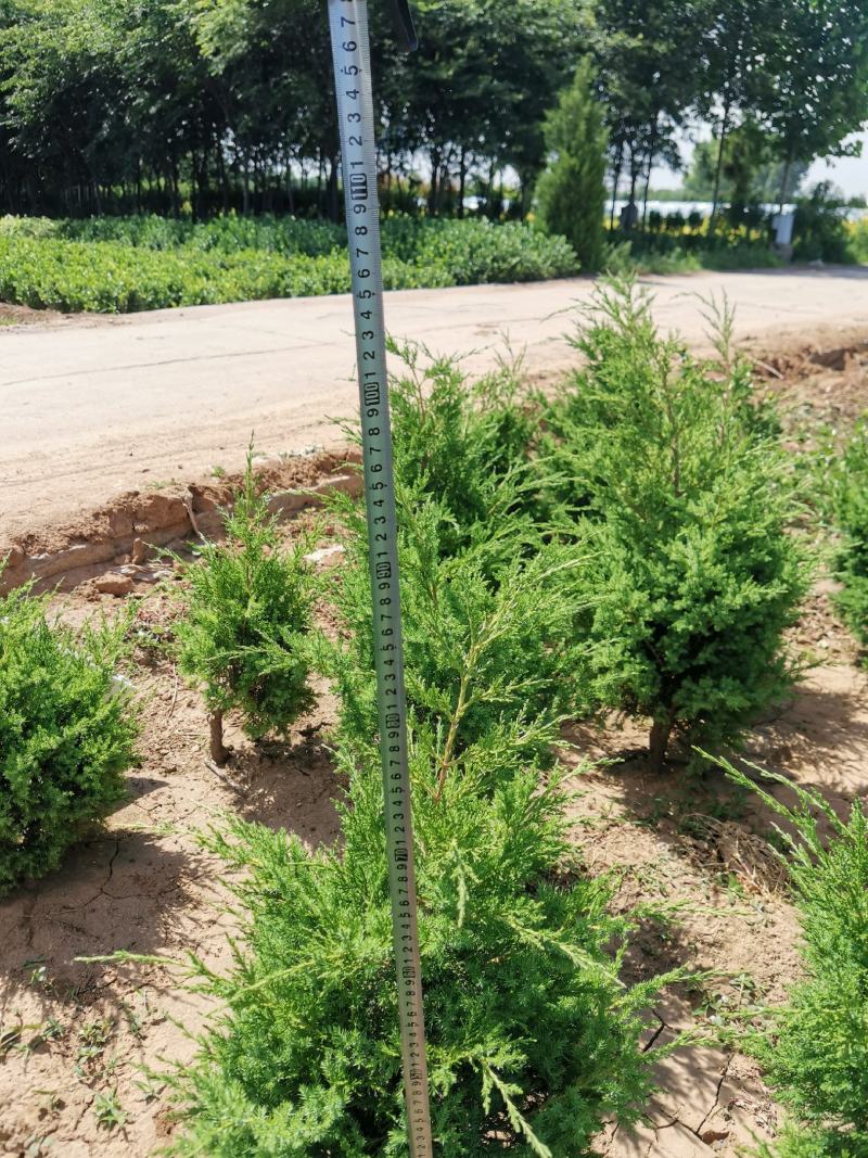 快柏柏树苗圃直发价格低质量好高度一米上下