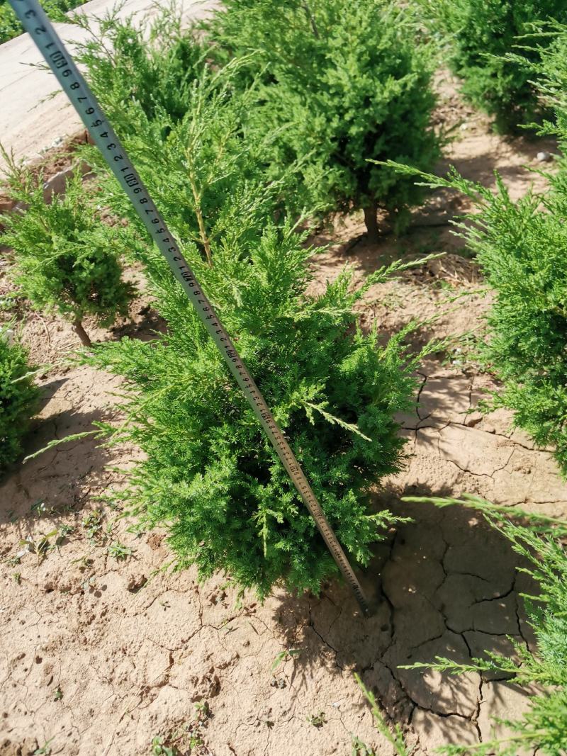 快柏柏树苗圃直发价格低质量好高度一米上下