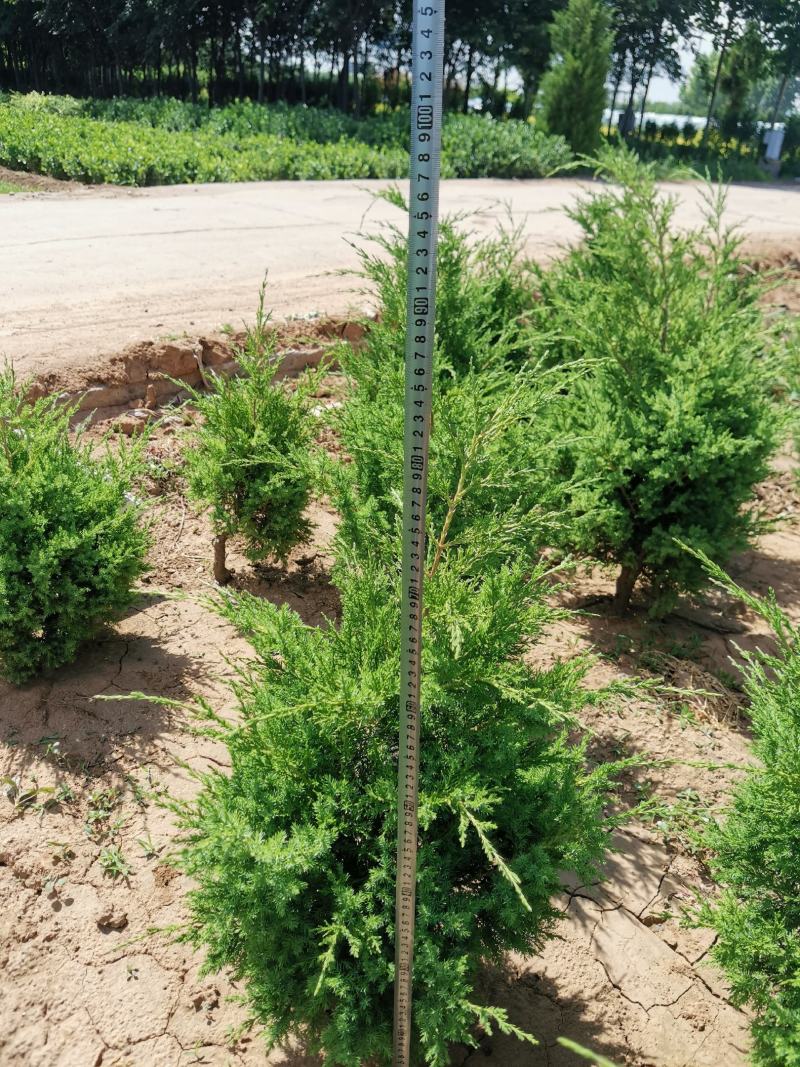 快柏柏树苗圃直发价格低质量好高度一米上下