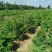 快柏柏树苗圃直发价格低质量好高度一米上下