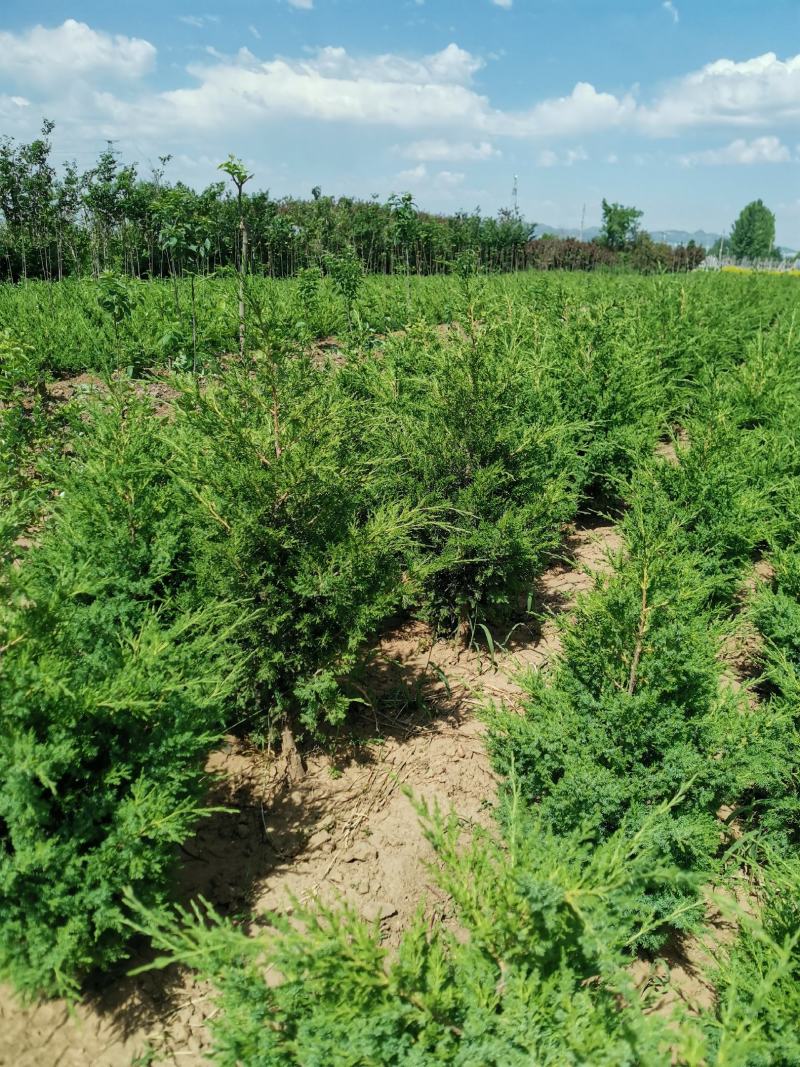 快柏柏树苗圃直发价格低质量好高度一米上下
